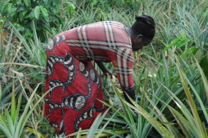 Amooti harvesting pineapple