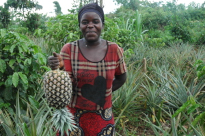 Amooti showing harvested pineapple