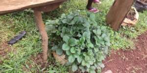 Farmers were specially excited by Straw berries