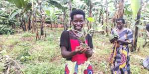 Excited farmer with a Portuguese Cabbage seedling