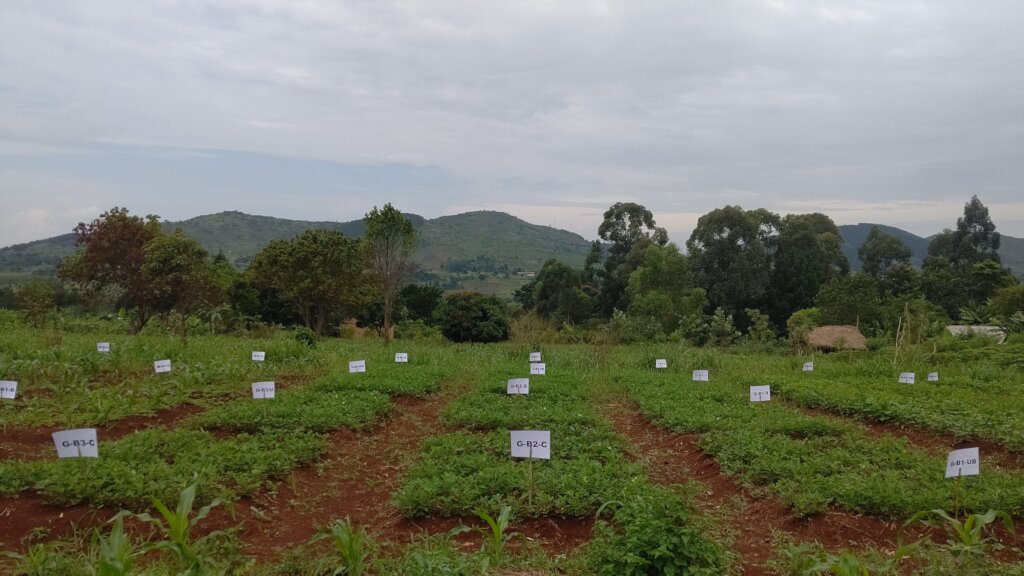 Reducing Food Insecurity through Vegetable Farming