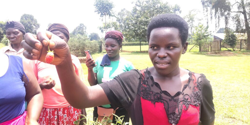 Reducing Food Insecurity through Vegetable Farming