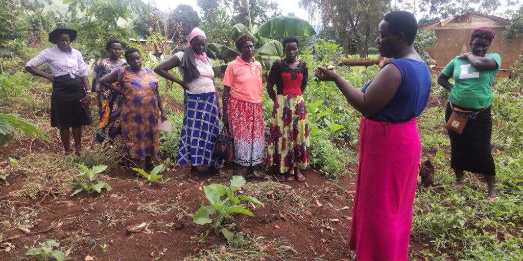 Reducing Food Insecurity through Vegetable Farming