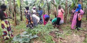 Women learning how to taka care of vegetables