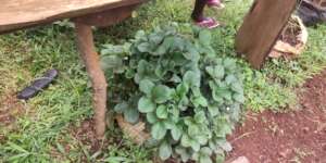 The farmers learnt how to grow straw berries