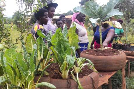 Reducing Food Insecurity through Vegetable Farming