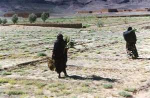 Distributing trees to women - Tafraoute 2003