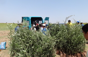 Olive tree planting with 200 Moroccan families