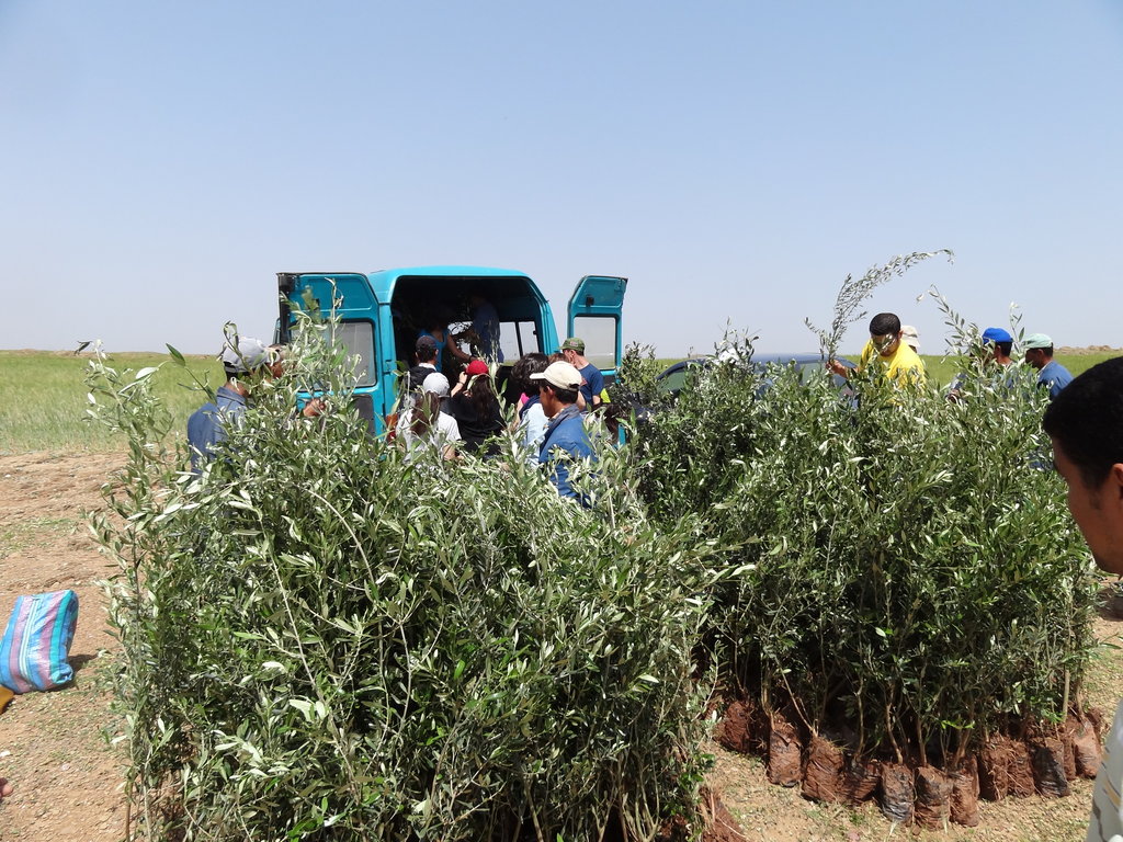Olive tree planting with 200 Moroccan families