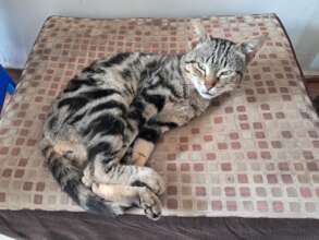 Tiger, our cat