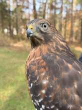 Maple, the Red-Shouldered Hawk