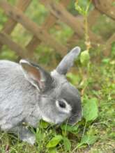 Parsley having a midday snack