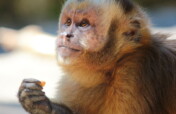 Help build the 3rd Capuchin Area at Jacj Cuisi!