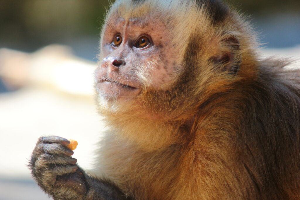 Help build the 3rd Capuchin Area at Jacj Cuisi!
