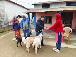Beth Kumari and Raju Bhitrakoti with her new goats