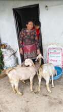 Gumati with her new goats