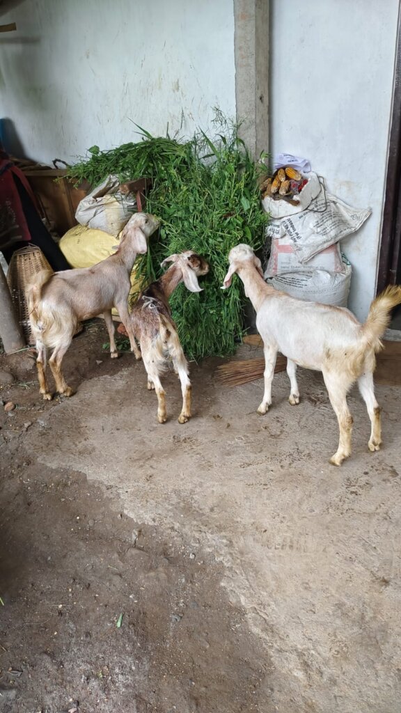 Empower Communities In Nepal through Goat Farming