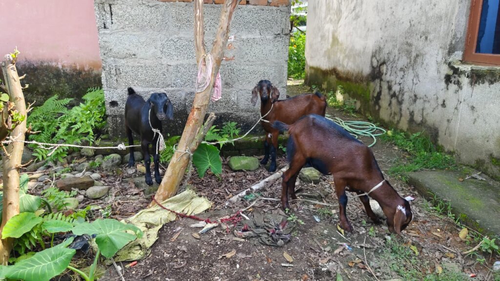 Empower Communities In Nepal through Goat Farming
