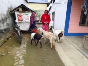 Beth Kumari Mahato with her three goats