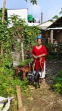 Mamata with her goats