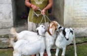 Empower Communities In Nepal through Goat Farming