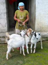 Empower Communities In Nepal through Goat Farming