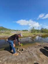 PDC personnel replacing dead trees