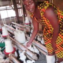 New chicken farm project