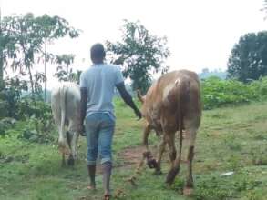 New cattle farming project added