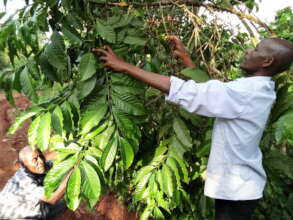 Harvesting coffee