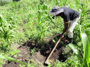 Excavating hole to plant coffee