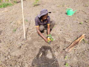 Planting process