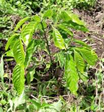 Stage of coffee (6month)