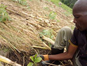 Planting new coffee seeds bought