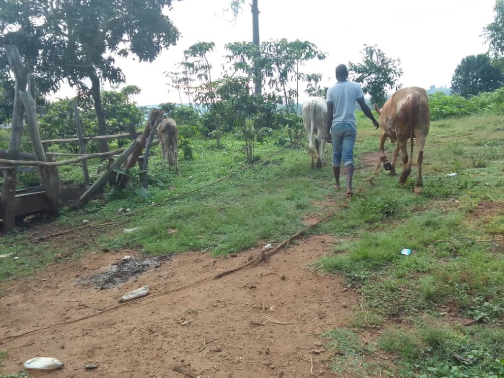Cow provide manure for crop health
