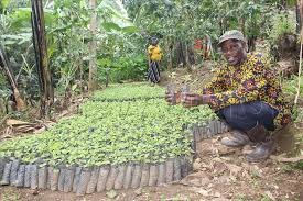 Coffee seedlings ready for replanting