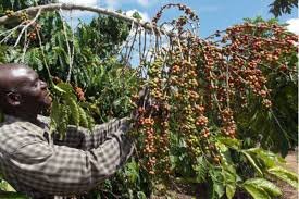 Coffee at time of harvest