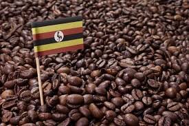 Provide Coffee Seeds To 120 Farmers To End Poverty