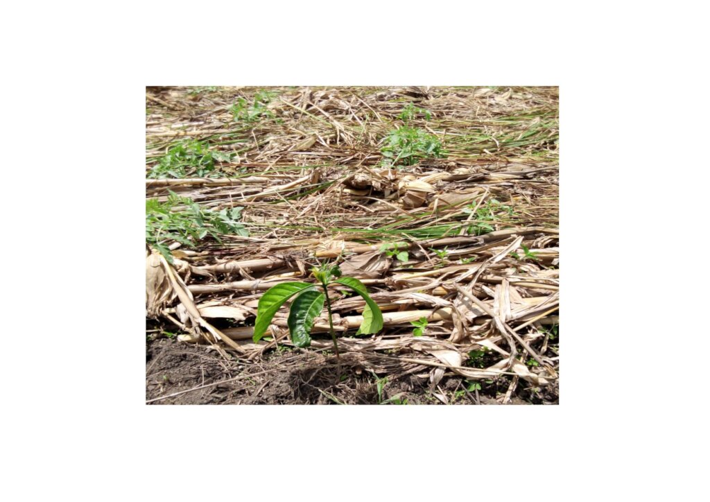 New seedlings planted