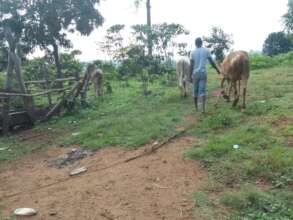 Cow provide manure for crop health