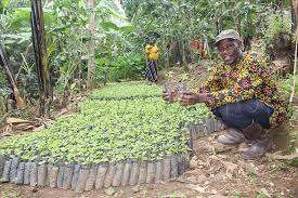 Coffee seedlings ready for replanting