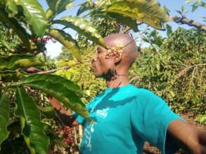 Project Director harvesting coffee