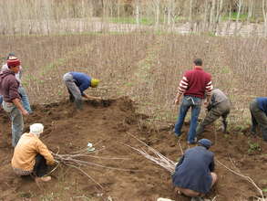 Fruit Tree Distribution from Nursery, Tifnoute