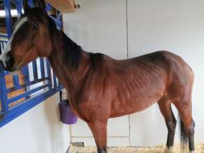 Lady - A newly purchased horse