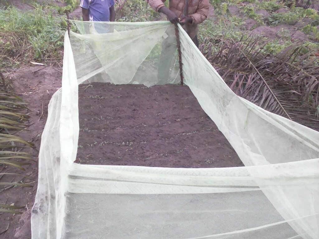 Seeds of Change: Help 5,000 Farmers in Ivory Coast