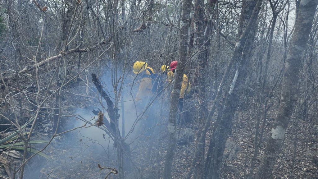 Helps reforest Guanacastle Park after fires