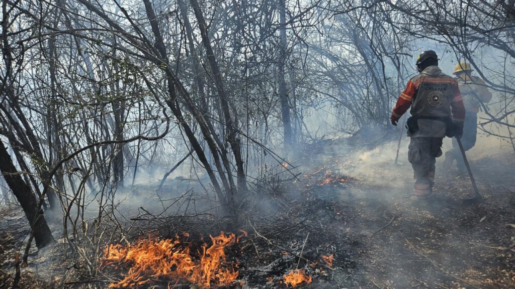 Helps reforest Guanacastle Park after fires