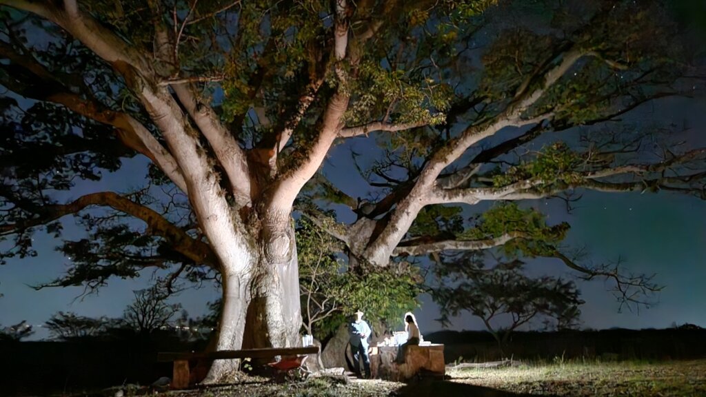 Helps reforest Guanacastle Park after fires