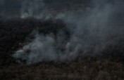 Helps reforest Guanacastle Park after fires