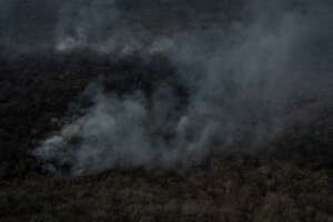 Helps reforest Guanacastle Park after fires